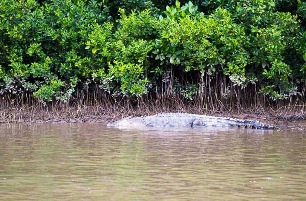 My Australian Property - Crocodile Queensland Australia 1